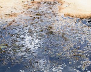 sewage and black water restoration