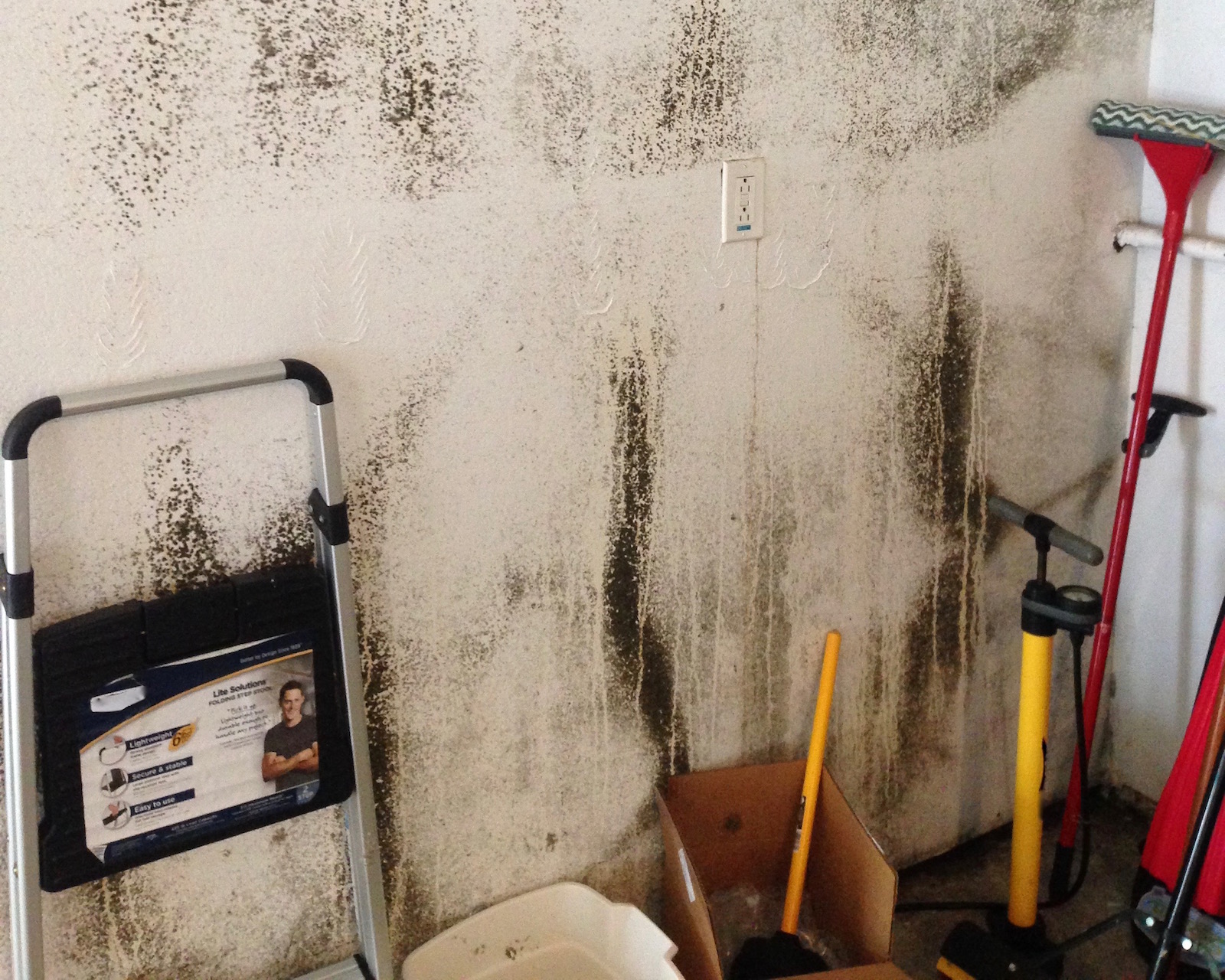 mold remediation petoskey